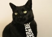 开云在线直播-东决关键战焦点战，中国女篮碾压荷兰，展现亚洲篮球新高度