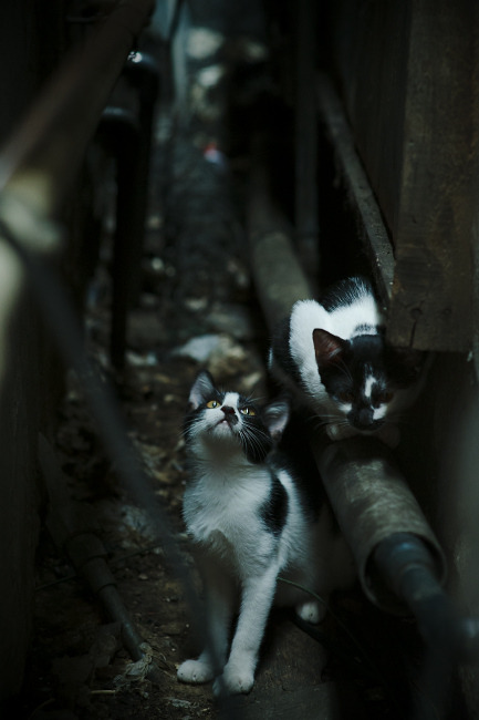 北欧风暴席卷南美，丹麦力克巴西，NBA季后赛焦点战外的跨界启示